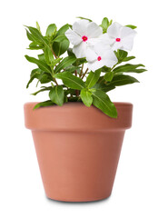 Beautiful catharanthus in terracotta flower pot isolated on white