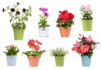 Fototapeta na wymiar Many flower pots with different plants isolated on white, collection