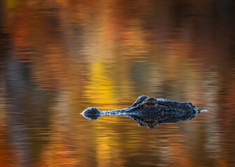 A fall colored scene in Louisiana