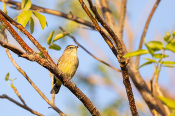 Palm warbler (Setophaga palmarum) in a tree in southwest Florida