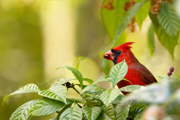 A northern cardinal (Cardinalis cardinalis) eating fruit from a wild coffee plant (Psychotria nervosa), a Florida native plant that attracts birds