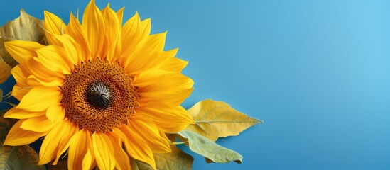 Obraz premium Manipulated photo of bright yellow sunflowers on a background of soothing blue creating a digital painting like effect