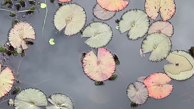 Young and aged lotus leaves float on surface of the lake with reflection of moving sky background. A calm summer day in nature, footage taken from above.