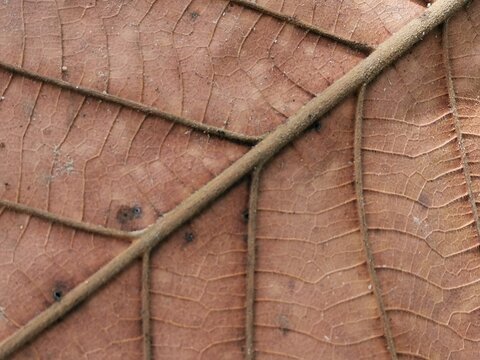 Close up image dried brown leaf texture.