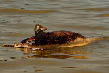 Fototapeta premium hippopotamus in water