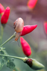 small snails on small red chilies