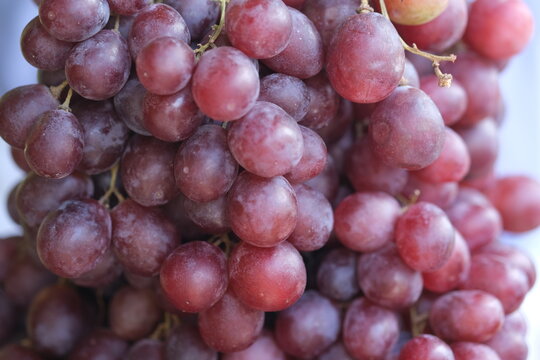 Fresh red globe grapes. Vitis vinifera 'Red Globe'