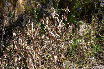 inland wood oats Chasmanthium latifolium