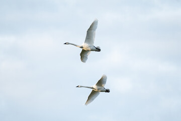 Swans in Flight