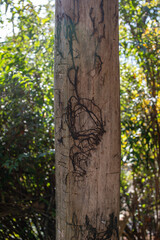 honey mushrooms Armillaria