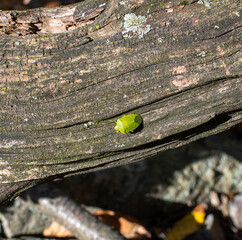 Green Stink Bug Chinavia hilaris