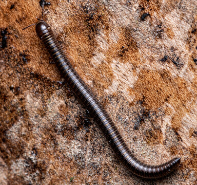 Eastern Crystal Millipede