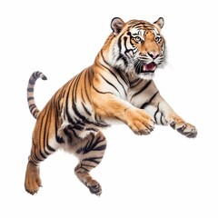 AI generated illustration of a Bengal tiger in mid-jump with its paws extended on a white background