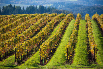 Fototapeta na wymiar Looking over lines of golden rows of vines split by green grass, evening light warming the fall colors, in an Oregon vineyard.