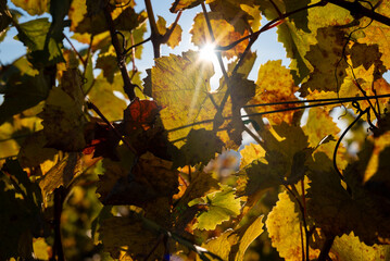 Golden grape leaves in an Oregon vineyard