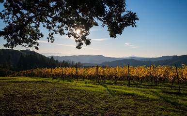 Autumn gold saturates vineyard rows in Oregon as fall light crisps up the views and grapevines flow over hills.