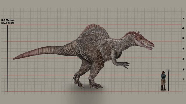 Man's Height Compared To Spinosaurus On Graph Grid. animation, zoom-out reveal