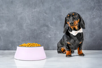 Elegant little dachshund dog in bow tie sits on floor near plate with dry food, looking sad with...