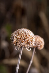 beebalm