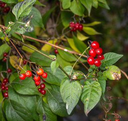 bittersweet nightshade