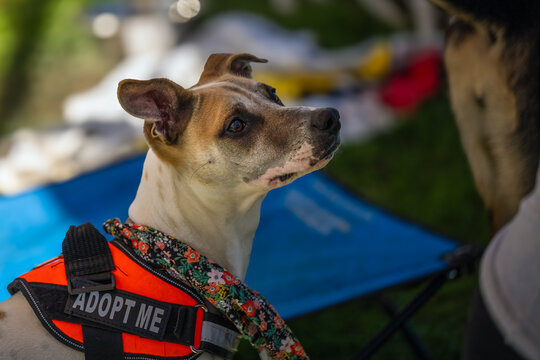 2023-10-28 A WHITE AND GRAY DOG WITH BEAUTIFUL EYES AND A BLURRY BACKGROUND LOOKING UP IN A ADOPT ME VEST AT THE DECKERS DOG O WEEN EVENT IN LA JOLLA CALIFORNIA