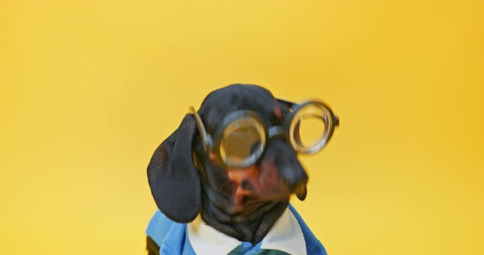 Dachshund dog in blue school uniform is being put on glasses , student trying on frames Vision test, ophthalmology clinic, correction Home pet wearing round glasses, tomfoolery Child has poor eyesight