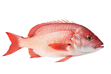 Whole fresh red snapper isolated on white background