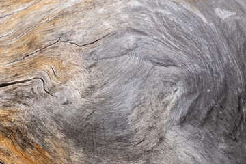Grey tree bark with a swirl pattern, abstract, backgrounds, textured