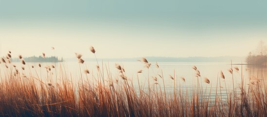 Lake in the background with reed stalks