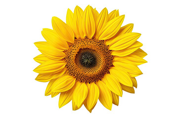 Isolated beautiful sunflower on white background with clipping path