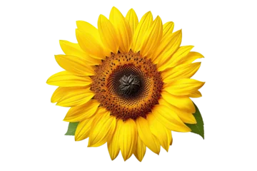 Tuinposter Isolated beautiful sunflower on white background with clipping path © twilight mist