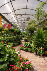 Interior of a greenhouse at a garden center with lush greenery and flowers lining a stone path.