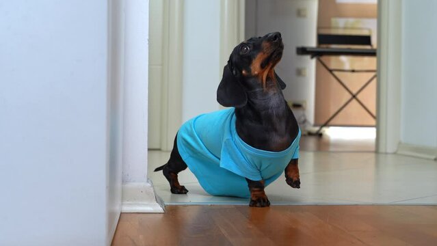 Cunning dog, dachshund puppy in clothes, peeks out from around corner, looks with innocent look, limps, begs for food, looks pitiful Children pranks, psychological manipulation, pretending to be sick