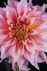 Yellow and pink Dahlia flower
