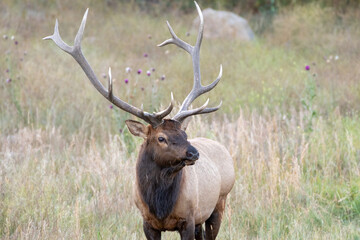 A bull elk stands in in a meadow and looks into the distance in Colorado.