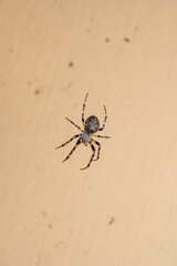 grey cross spider
