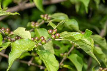 Green berries
