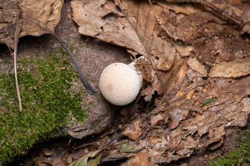 puffball mushroom