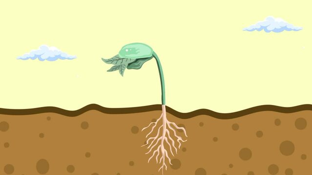 Animation of plants growing from seeds until they grow into plants