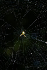 orbweaver spider in her web