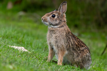 rabbit in the grass