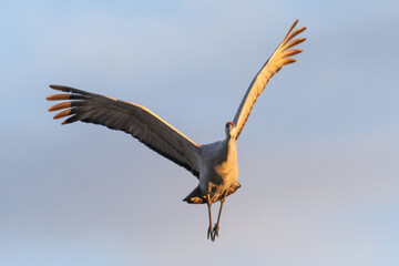 A solitary Sandhill Crane flies at sunset, half lit by the setting sun, half in shadow.