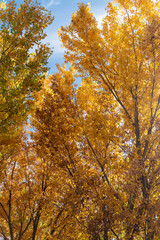 Fototapeta premium A thicket of trees with brilliant golden yellow leaves on a sunny autumn afternoon.