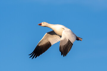 Fototapeta na wymiar Close up of a snow goose in flight against a pure blue sky.
