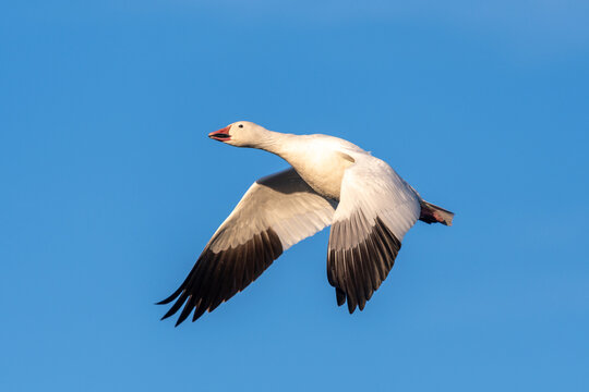 Close up of a snow goose in flight against a pure blue sky.