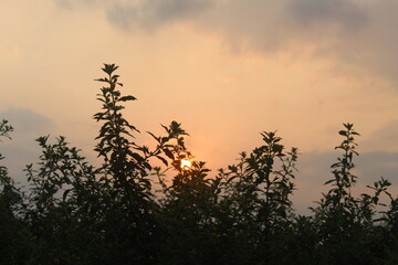 The scene at dawn with the silhouettes of wild plants. suitable for background themes