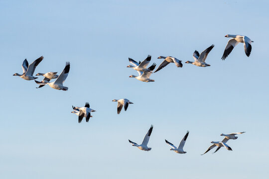 A flock of snow geese flying in formation towards the afternoon sun, with a cloudless pale blue sky background.
