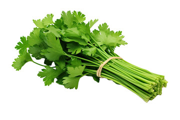 Group of cilantro sprigs tied together isolated on white background