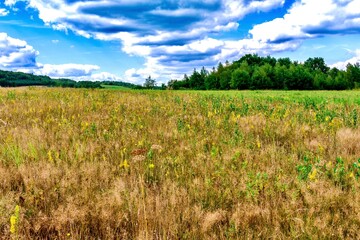 Fototapeta premium Meadow with wildflowers in the Carpathian mountains, Poland.