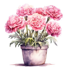 Pink Carnations in pot Watercolor